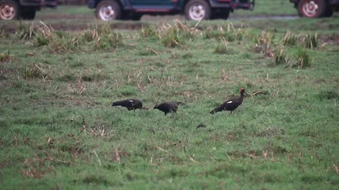 Three red-naped ibises feeding together in the grass at Tadoba national park Stock Footage 274208113