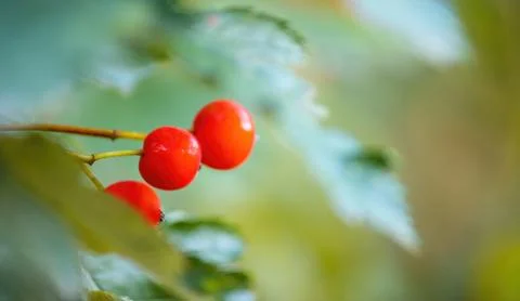 Three red-orange rowan berries among autumn foliage on a tree Stock Photos