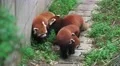 Three Red Pandas Walk Along Forest Path 4K 4k or 4k+ Resolution