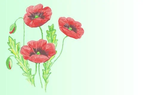 Three red poppies with two green leaves and buds on a white-green gradient ba Stock Illustration