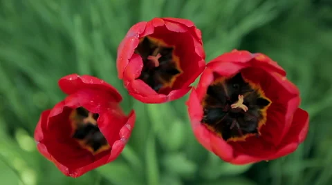 Three red poppy flower Stock Footage 50491976