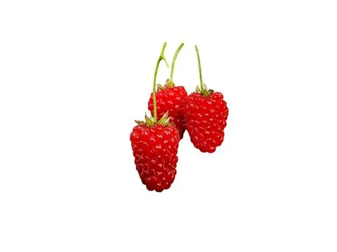 Three red raspberries on a white background Stock Photos