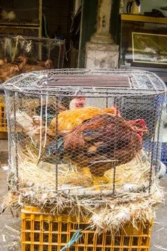Three red roosters in a cage Stock-Fotos
