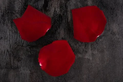 Three red rose petals Stock Photos
