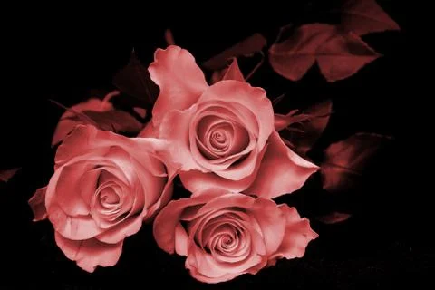 Three red roses on a black background Stock Photos