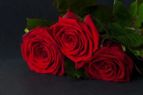 Three red roses on a black background Stock Photos