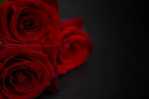 Three red roses on a black background. Copy space. Stock Photos