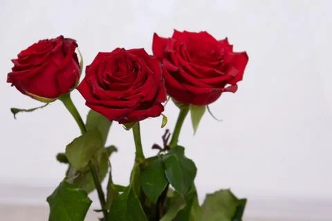 Three Red Roses with boke Background. copy space - Valentines and 8 March Mother Stock Photos