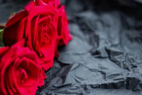 Three red roses on a dark background Photos