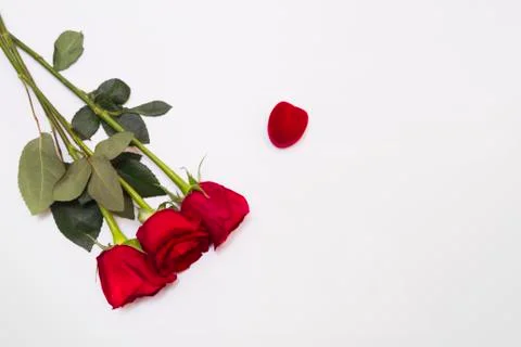 Three red roses flat lay on white background with copy space. Stock Photos
