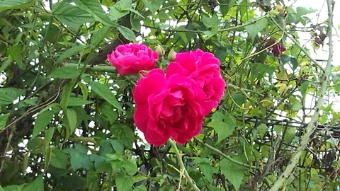 Three red roses flower on the tree. Low angle view. Stock Footage 124458539