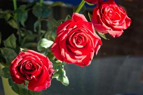 Three red roses in full bloom. Stock Photos