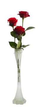 Three red roses, isolated Stock Photos
