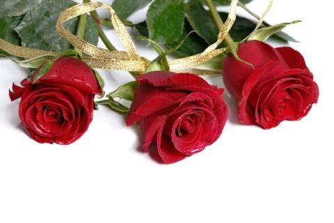 Three red roses isolated Stock Photos