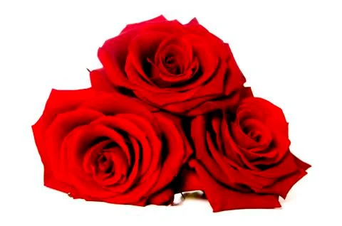Three red roses isolated on white Stock Photos