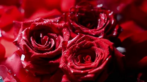 Three red roses in petals. Change of light, beautiful shadows. Valentine's Day Stock Footage 230474151