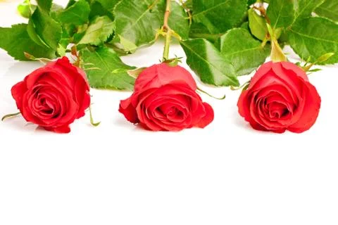 Three red roses Stock Photos