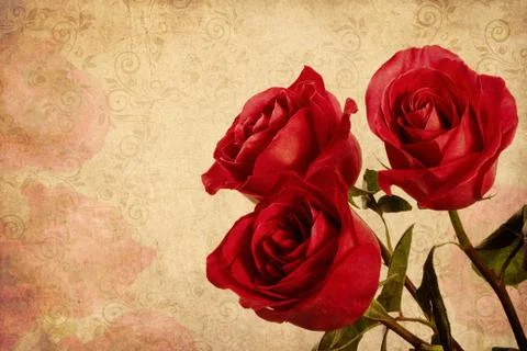 Three red roses Stock Photos