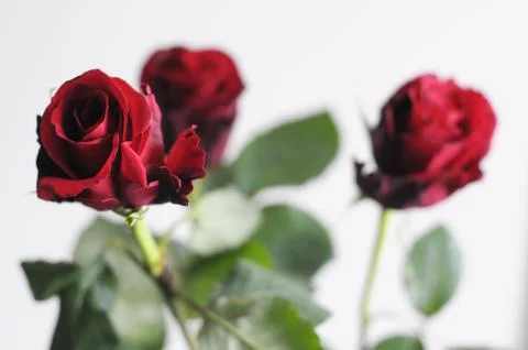 Three red roses Stock Photos