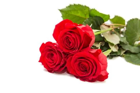 Three red roses Stock Photos