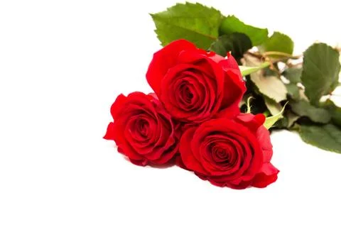 Three red roses Stock Photos