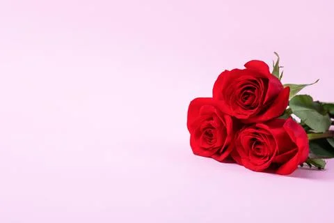 Three red roses Stock Photos