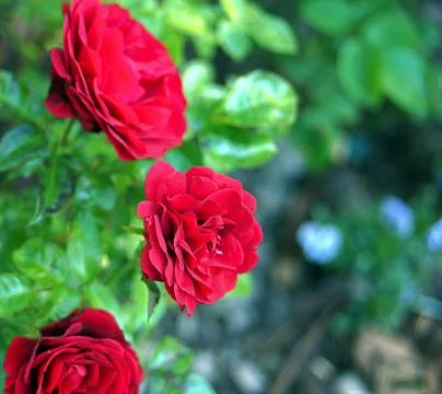 Three red roses pointing in same direction Stock Photos