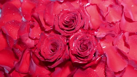 Three red roses surrounded by petals water Change light shadows Valentine's Day Stock Footage 230474081