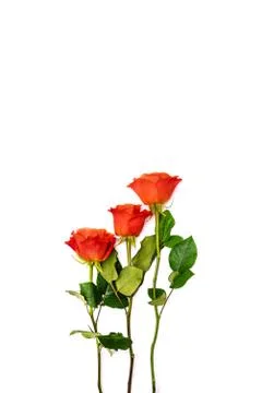 Three red roses on a white background. Isolated roses with green stems and le Stock Photos