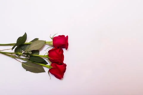 Three red roses on white background with copy space flat lay Stock Photos