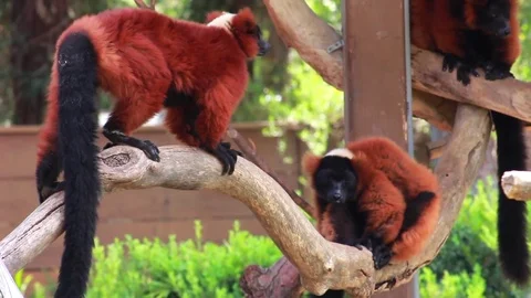 Three Red Ruffed Lemurs Play in the Trees Stock Footage 79702281