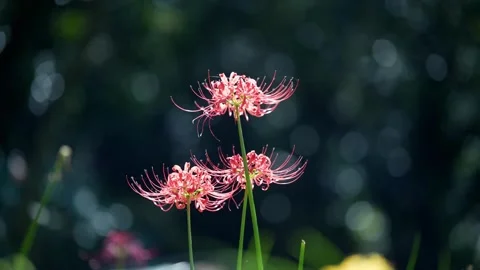 Three Red Spider Lily Blooms Standing Tall Against a Dark Bokeh Background (4K) Stock Footage 346657353