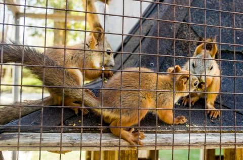 Three red squirells Stock Photos
