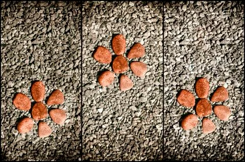 Three red  stone flower on the background rocks. Stock Photos