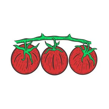 Three red tomatoes on branch isolated vector illustration Stock Illustration