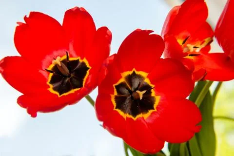 Three red tulips close up 写真素材