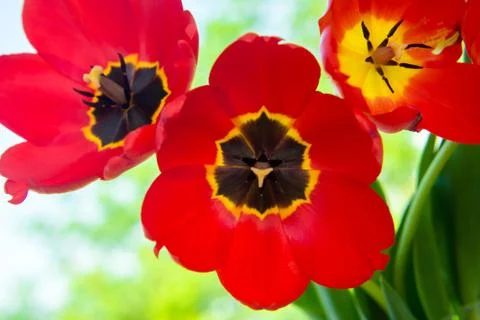 Three red tulips close up 写真素材