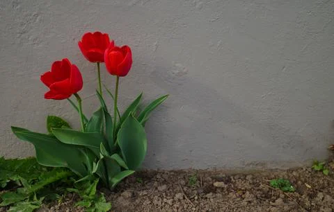 Three red tulips form a nice contrast with the wall behind Stock Photos