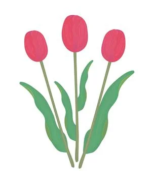 Three red tulips with leaves Stock Illustration