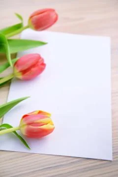 Three red tulips with note paper copy space Stock Photos