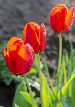 Three red tulips Stock Photos