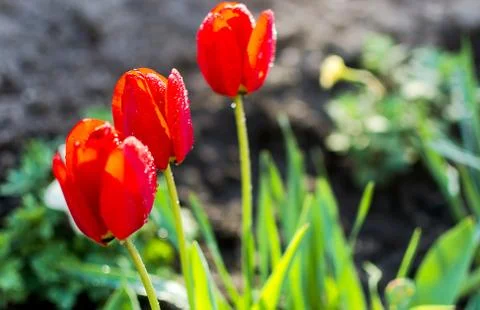 Three red tulips Stock Photos
