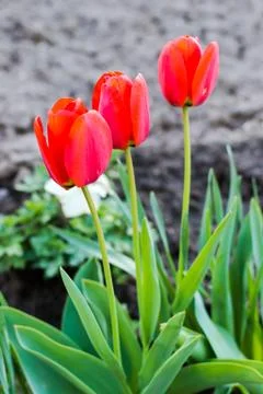 Three red tulips Stock Photos