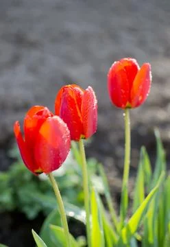 Three red tulips Stock Photos