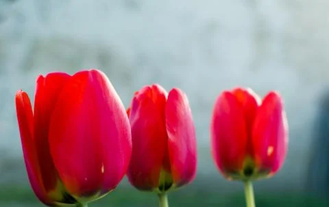 Three red tulips Stock Photos