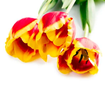 Three red tulips Stock Photos