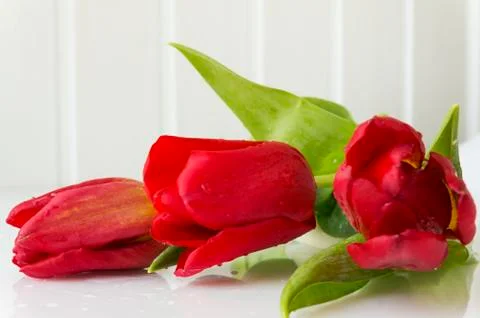 Three red tulips Stock Photos