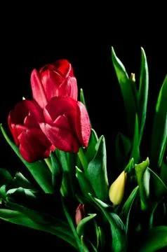 Three red tulips Stock Photos