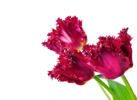 Three red tulips Stock Photos