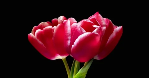 Three red tulips rotate on a black background. Stock Footage 150900306